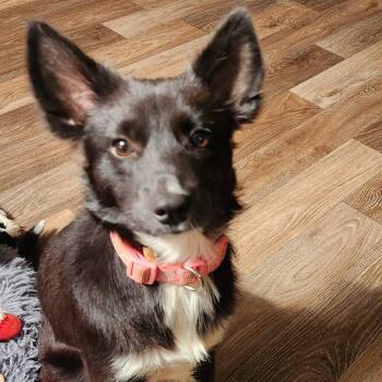 Mia -  Border Collie and Mixed Breed Dog for Adoption in Noble, Oklahoma - Mia | PetCurious