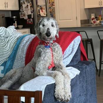 Poodle Dogs Available for Adoption in Alafaya, Florida - Jimmy | PetCurious