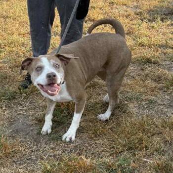 Rescue American Staffordshire Terrier Dogs for Adoption in Spring, Texas - Daisy | PetCurious