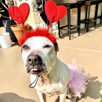 Beagle and Pit Bull Terrier Dogs Available for Adoption - PuppyCups | PetCurious