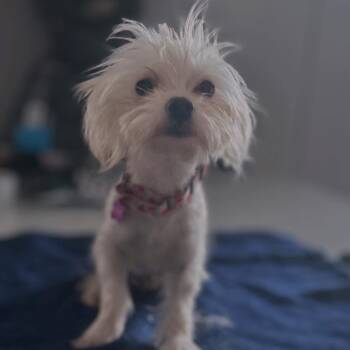 Maltese and West Highland White Terrier Westie Dogs Available for Adoption - Skip | PetCurious