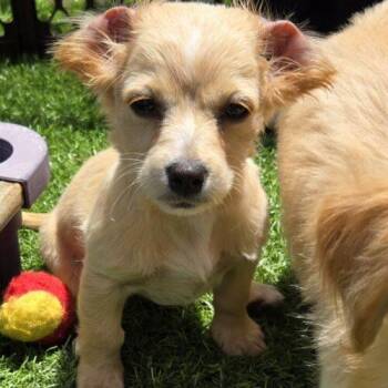 Miniature Dachshund and Mixed Breed Dogs Available for Adoption in San Juan Capistrano, California - SKYE | PetCurious