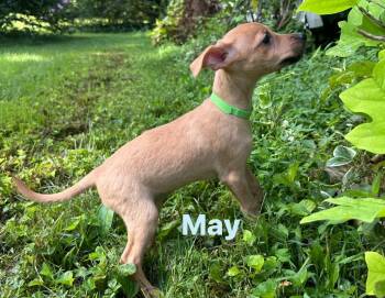 May -  Chihuahua Dog for Adoption in Byrdstown, Tennessee - May | PetCurious