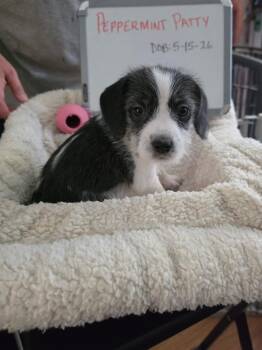 Peppermint Patty -  Beagle and Schnauzer Dog for Adoption in Indianapolis, Indiana - Peppermint Patty | PetCurious
