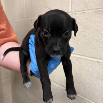 Mixed Breed Dogs Available for Adoption in East Hanover, New Jersey - Saturn | PetCurious