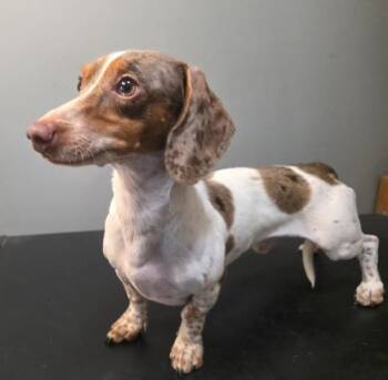 Chase -  Miniature Dachshund Dog for Adoption in Manvel, Texas - Chase | PetCurious