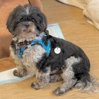 Rescue Shih Tzu Dogs for Adoption in San Francisco, California - Sideburn 13504 | PetCurious