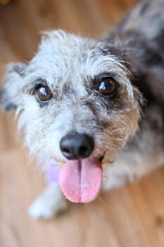 Rescue Terrier Dogs for Adoption in Mundelein, Illinois - Leilani | PetCurious