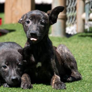 German Shepherd Dog and Mixed Breed Dogs Available for Adoption in Parkersburg, West Virginia - Chloe | PetCurious