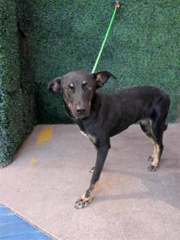 61524408 -  Shepherd and Mixed Breed Dog for Adoption in El Paso, Texas - 61524408 | PetCurious