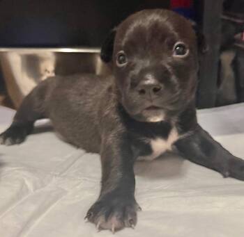 Terrier and Dachshund Dogs Available for Adoption in Grand Bay, Alabama - Taz | PetCurious