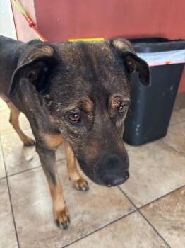 Skitty -  Mixed Breed Dog for Adoption in Cincinnati, Ohio - Skitty | PetCurious