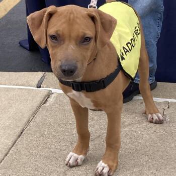 Rescue Labrador Retriever Dogs for Adoption in South Elgin, Illinois - Stills | PetCurious