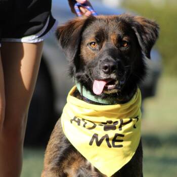 Herman -  Golden Retriever and Shepherd Dog for Adoption in Columbia, South Carolina - Herman | PetCurious