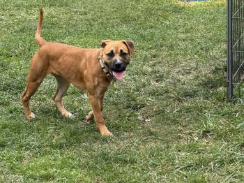 Pumpkin -  Boxer Dog for Adoption in Cleveland, Ohio - Pumpkin | PetCurious