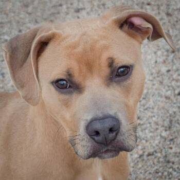 Cane -  American Staffordshire Terrier and Boxer Dog for Adoption in Huntley, Illinois - Cane | PetCurious