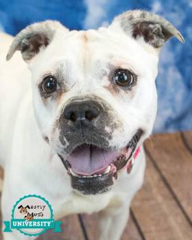 Rescue Bulldog Dogs for Adoption in Kennesaw, Georgia - Etta | PetCurious
