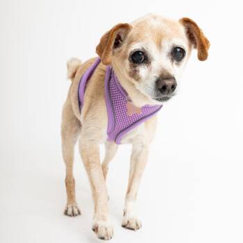 Chihuahua Dogs Available for Adoption in San Francisco, California - Kraft 13949 | PetCurious