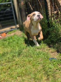 Terrier and Pit Bull Terrier Dogs Available for Adoption in Dover, Arkansas - Gracie | PetCurious