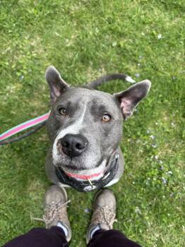 Pit Bull Terrier Dogs Available for Adoption in New Boston, New Hampshire - Eva Jane | PetCurious