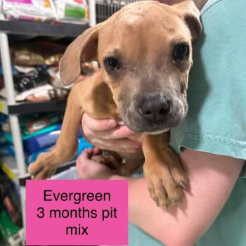 Evergreen -  Pit Bull Terrier Dog for Adoption in Tampa, Florida - Evergreen | PetCurious