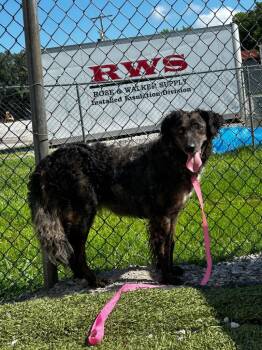 Zoey -  Anatolian Shepherd Dog for Adoption in Morgantown, Kentucky - Zoey | PetCurious