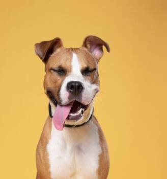 Mirabel -  Mixed Breed Dog for Adoption in Atlanta, Georgia - Mirabel | PetCurious
