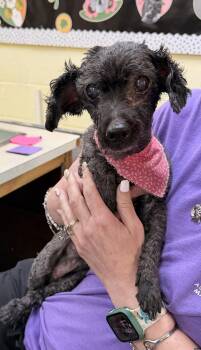 Poodle Dogs Available for Adoption - Mimi | PetCurious