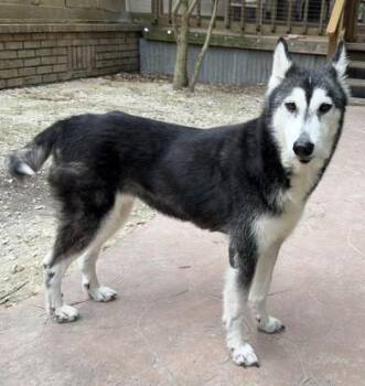Sienna -  Alaskan Malamute and Siberian Husky Dog for Adoption in Liverpool, Texas - Sienna | PetCurious