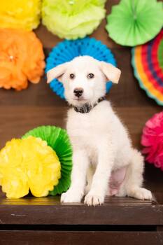809-26 -  Husky Dog for Adoption in Brighton, Colorado - 809-26 | PetCurious