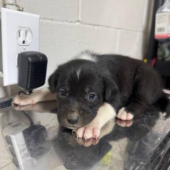 Terrier Dogs Available for Adoption in Birmingham, Alabama - Grumpy | PetCurious