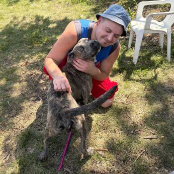 Sterling -  Mixed Breed Dog for Adoption in Wheeling, Illinois - Sterling | PetCurious