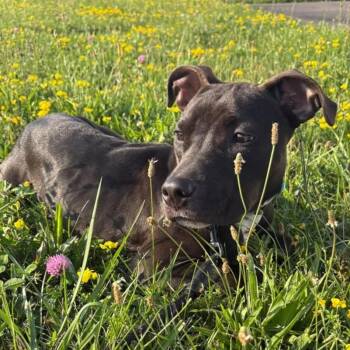 Rose -  Mixed Breed Dog for Adoption in Syracuse, New York - Rose | PetCurious