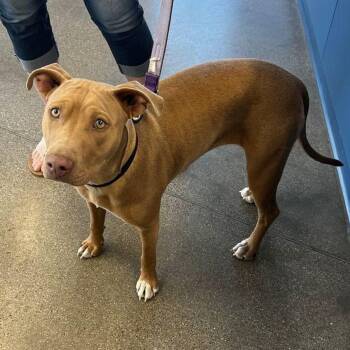 American Staffordshire Terrier Dogs Available for Adoption in Kingman, Arizona - Sweetest | PetCurious