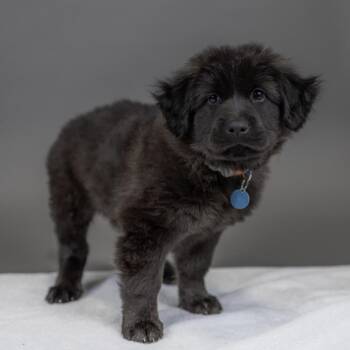 Hoka -  Chow Chow Dog for Adoption in Portland, Oregon - Hoka | PetCurious