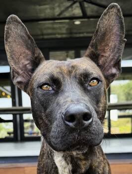 Emilia -  Mixed Breed Dog for Adoption in Rollingwood, Texas - Emilia | PetCurious