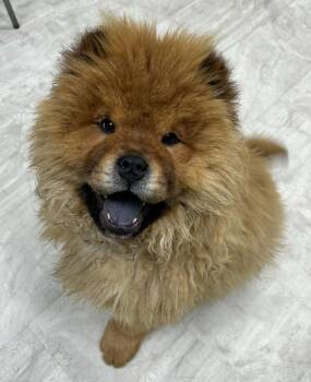 Chow Chow Dogs Available for Adoption - Chewbacca | PetCurious