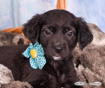Labrador Retriever Dogs Available for Adoption in Pittsboro, North Carolina - Stella | PetCurious