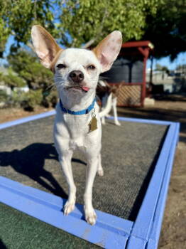 Rescue Chihuahua and Terrier Dogs for Adoption in Seal Beach, California - Asiago | PetCurious