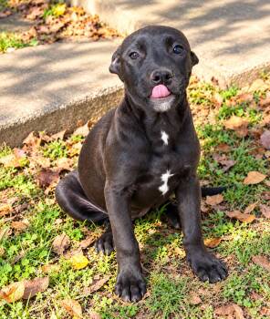 Shelby -  Pit Bull Terrier Dog for Adoption in Nashville, Tennessee - Shelby | PetCurious