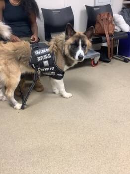 Rescue Husky and Mixed Breed Dogs for Adoption in Fort Worth, Texas - LUCK | PetCurious