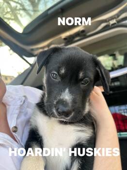 Husky Dogs Available for Adoption - Norm Cheers | PetCurious