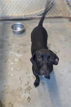 Buzz -  Dachshund and Mixed Breed Dog for Adoption in Severance, Colorado - Buzz | PetCurious