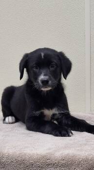 Border Collie and Black Labrador Retriever Dogs Available for Adoption in Marion, Mississippi - Snips | PetCurious