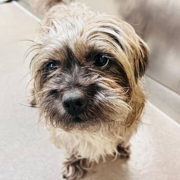 Shih Tzu and Yorkshire Terrier Dogs Available for Adoption in Baltimore, Maryland - Chlo Chlo | PetCurious