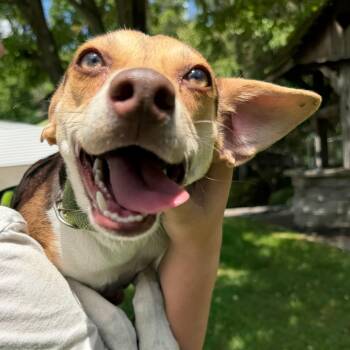 Betty -  Terrier Dog for Adoption in Latrobe, Pennsylvania - Betty | PetCurious