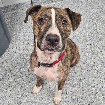 Nolan -  American Staffordshire Terrier and Mixed Breed Dog for Adoption in Greenville, South Carolina - Nolan | PetCurious