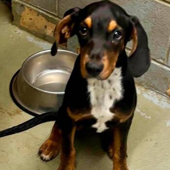 Sierra -  Hound and Mixed Breed Dog for Adoption in Falls Church, Virginia - Sierra | PetCurious