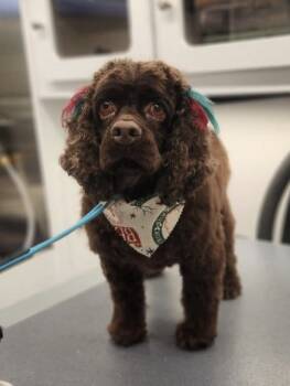 Rescue Cocker Spaniel Dogs for Adoption in Richmond, Kentucky - Brownie Pieces | PetCurious