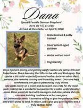 Dana -  German Shepherd Dog Dog for Adoption in Denton, Texas - Dana | PetCurious